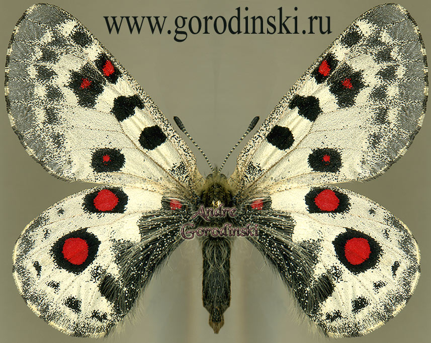 http://www.gorodinski.ru/papilionidae/Parnassius epaphus hasegawai.jpg